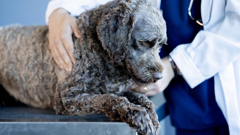 Torn knee ligament in dogs: A dog is examined at the vet.