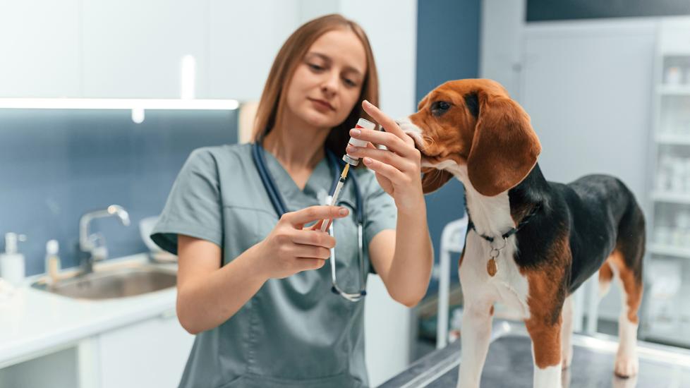 veterinary compounding pharmacy: veterinarian filling syringe next to dog in clinic