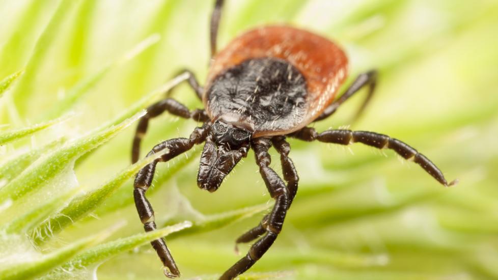 A western black-legged tick crawls across a plant.