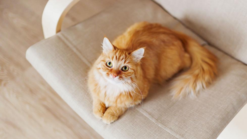 fluffy orange cat lying in a beige chair and looking up at their pet parent, as if he has just brought them a gift