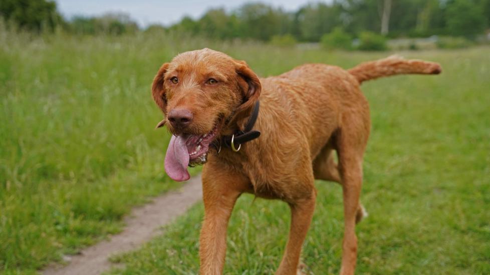 wirehaired vizsla with his tongue out trotting down a grassy path