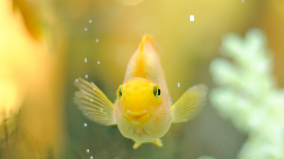 Yellow fish looking out of aquarium