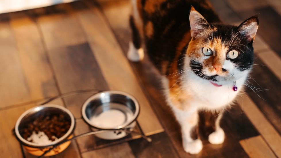 Why Is My Cat Always Hungry? Causes of a Hungry Cat and When To