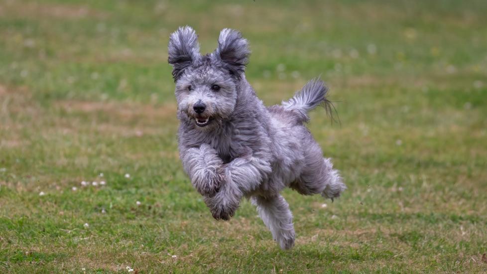 Small Dogs That Never Grow Big Pumi Dog Breed Health And Care PetMD