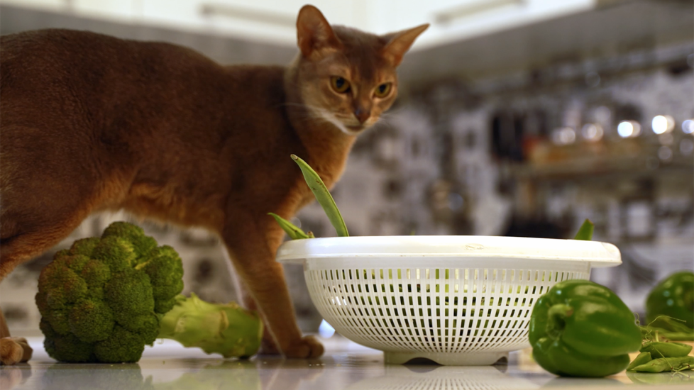 can cats eat green beans: cat on kitchen counter staring at a colander full of green beans