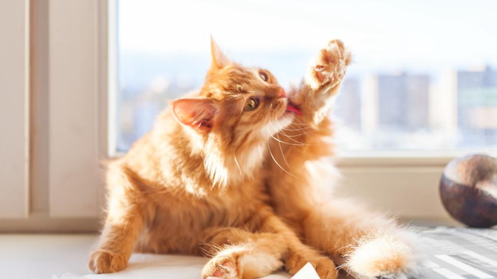 Cat Overgrooming: Why Is My Cat Licking Itself So Much? PetMD