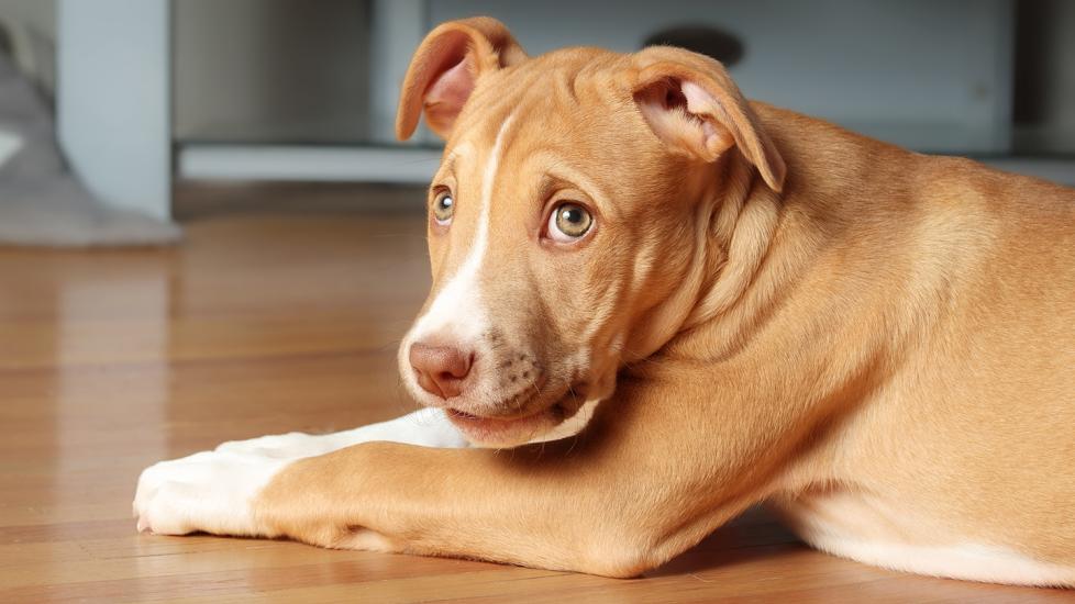 Why Is My Dog Pooping in the House? PetMD