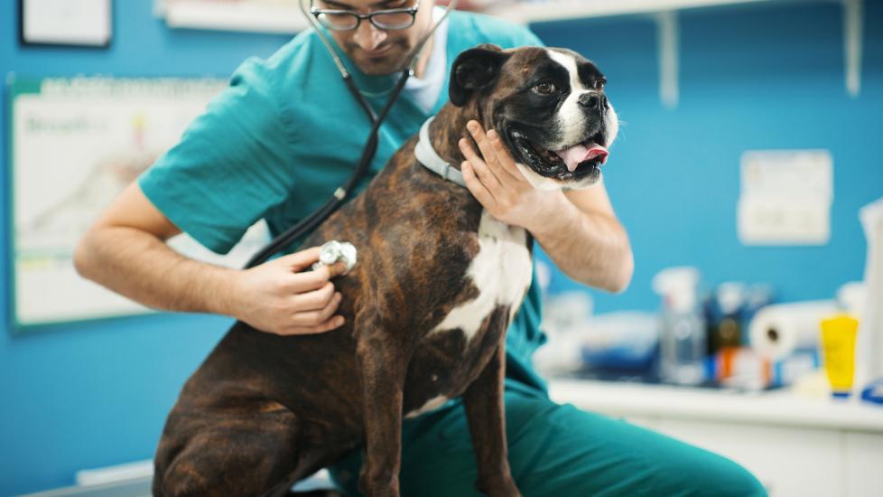 Kennel Cough in Dogs: Symptoms and Treatment PetMD