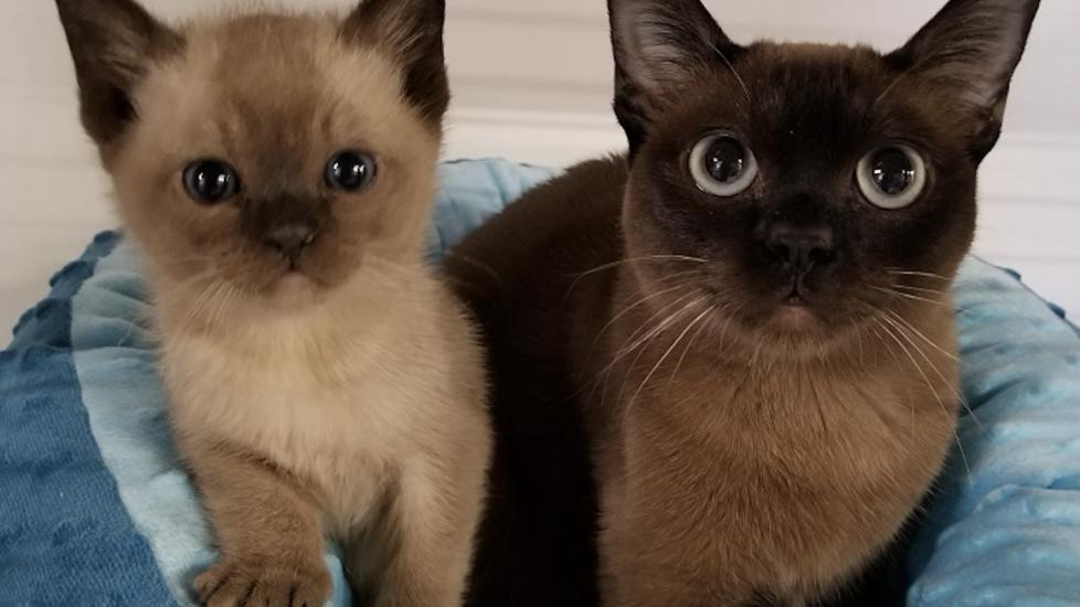 Tonkinese Cat Breed Health and Care PetMD