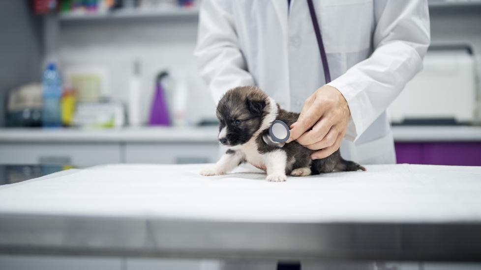 parvo in dogs and puppies; a puppy with parvo is examined by a vet.