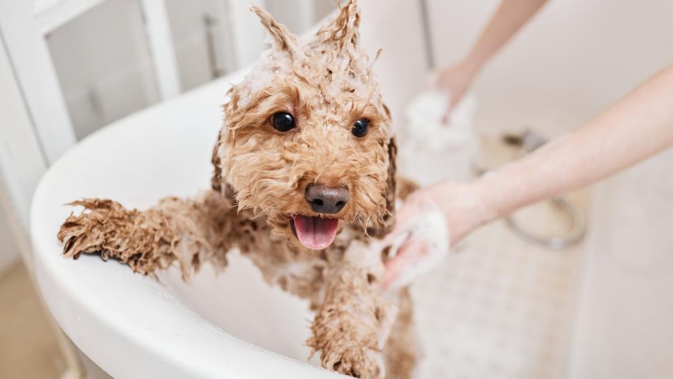 How To Bathe a Dog: Expert Tips for Safe Home Grooming PetMD