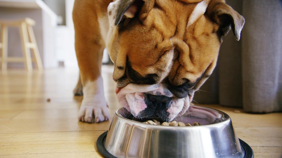 Oatmeal Good Feeding Dogs Oatmeal Dogs Eat Oatmeal Oatmeal Based