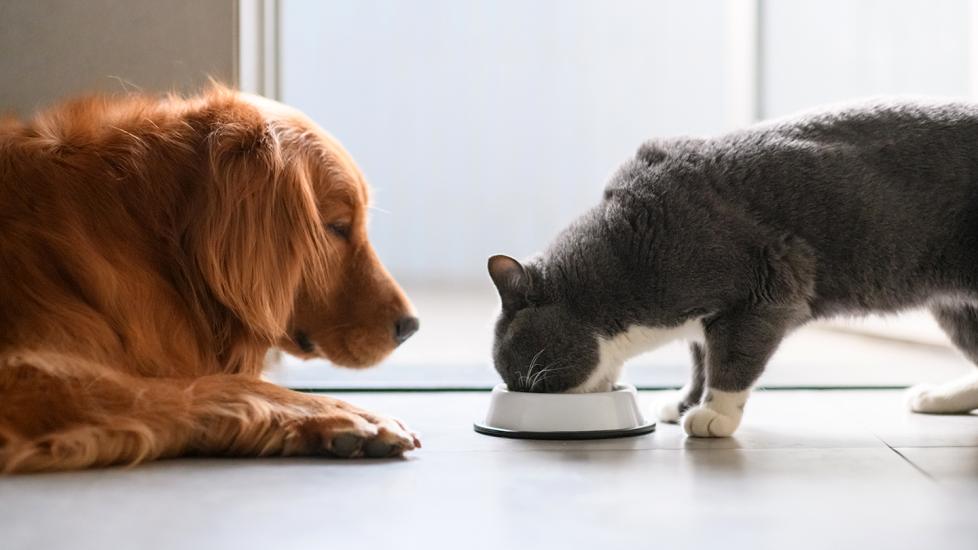Dog eating cat food discount