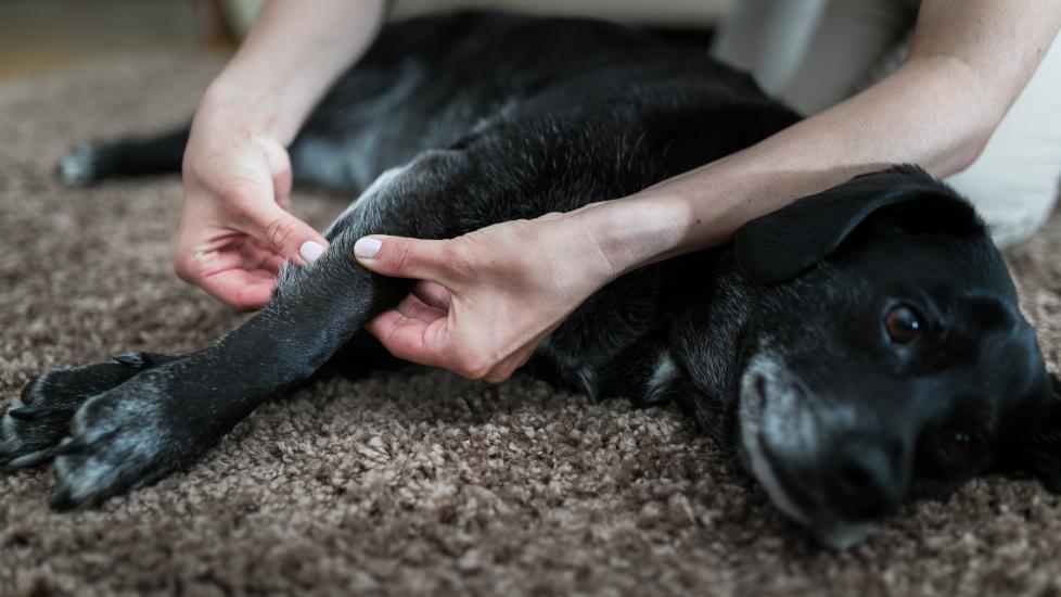 how to massage your dog; dog gets massage at home while lying on floor.