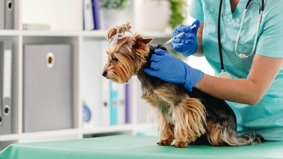 Yorkshire Terrier receiving a dog vaccine at the vet.