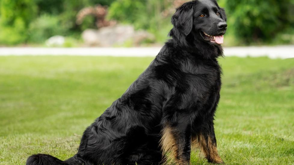 large black and tan hovawart dog sitting in grass, side view.