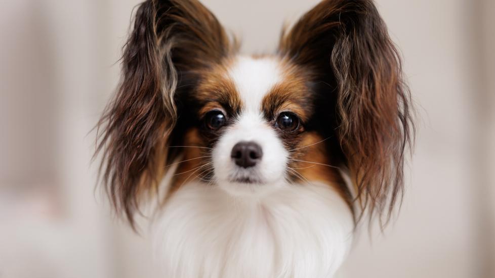 Papillon Dog Breed Health and Care PetMD