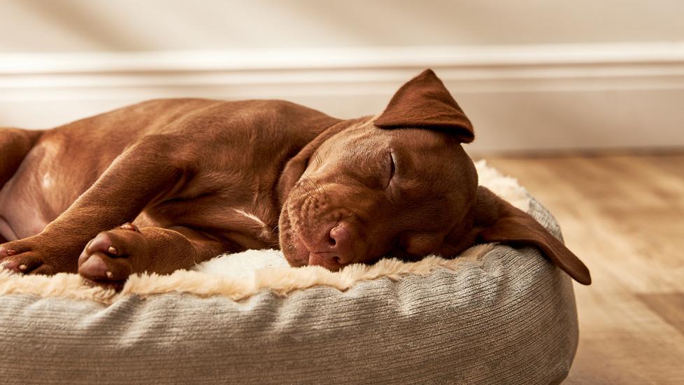how to get my dog to sleep in his own bed