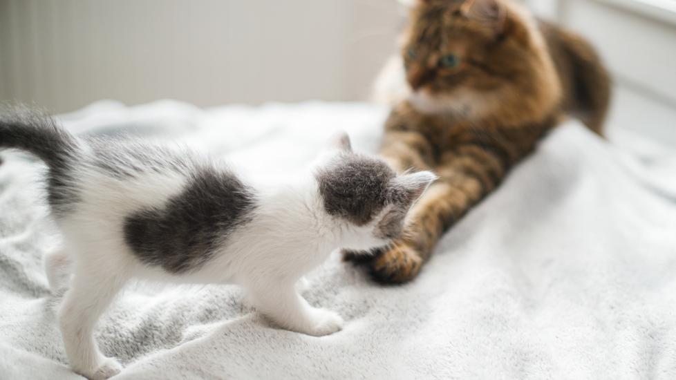 How To Introduce a Kitten to a Cat PetMD
