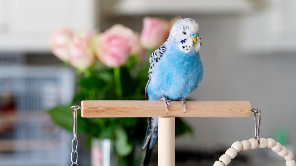 Blue budgie sitting on a bird perch