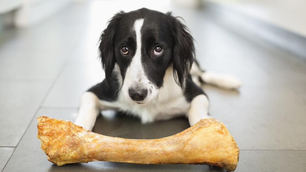 if your dog eats chicken bones