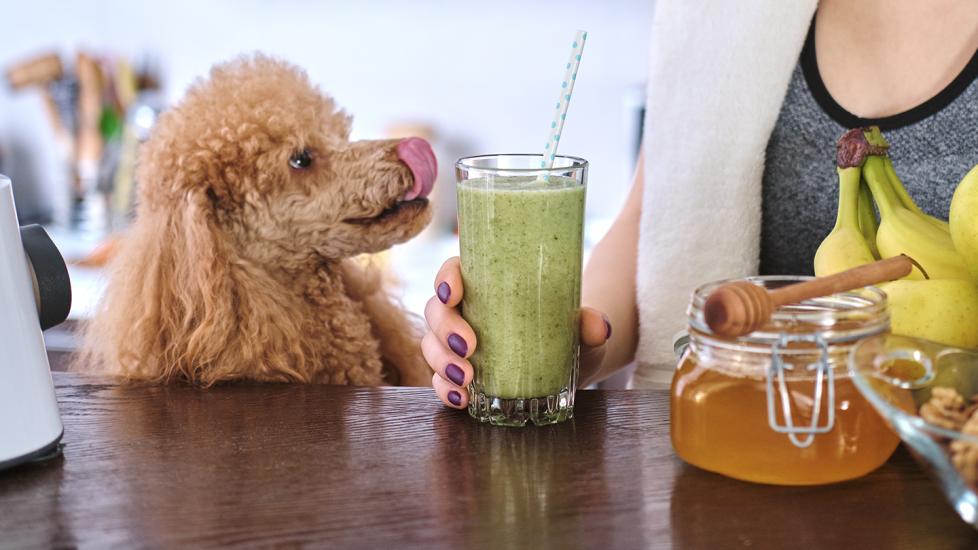 Photo inspiration: Can Dogs Eat Honey Photo Inspiration