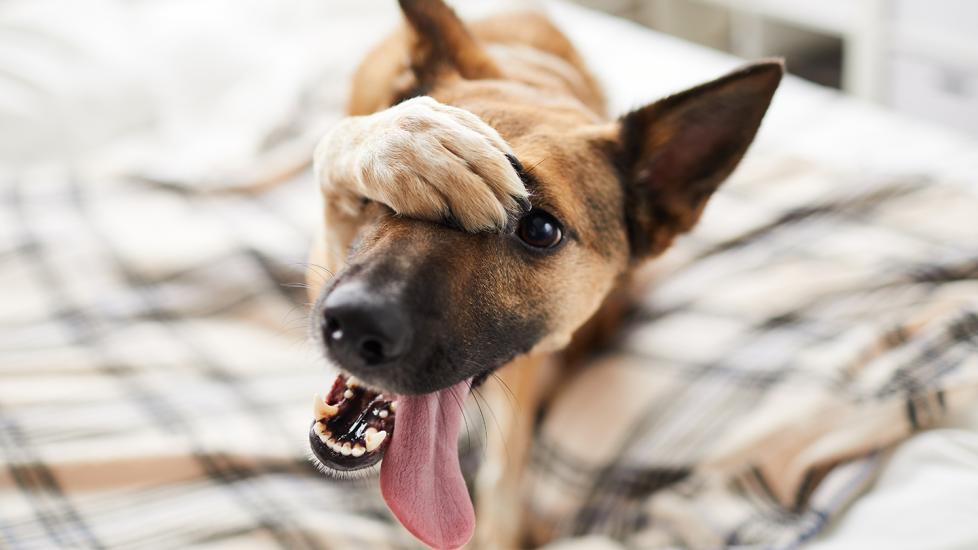 Do Dogs Get Embarrassed? PetMD