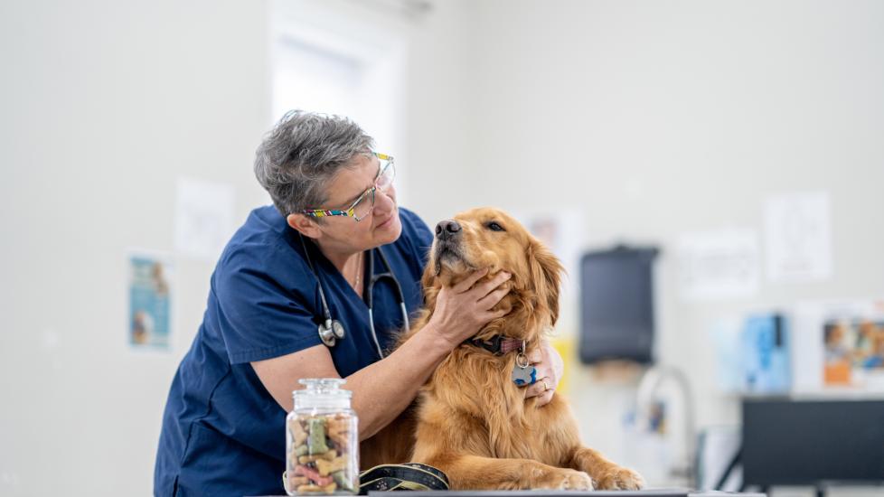 gastropexy in dogs; a Golden Retriever is examined by his vet.
