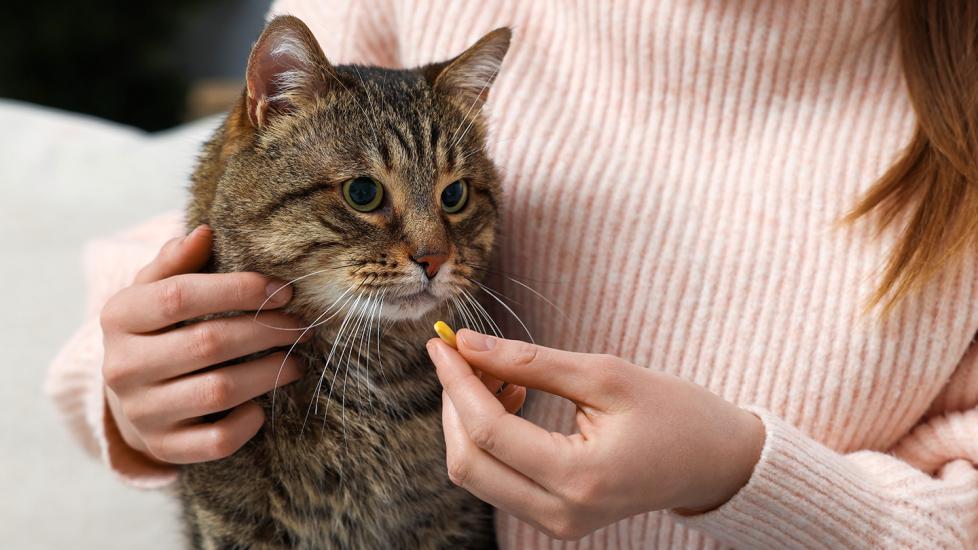 how to give a cat a pill: woman holding pill in front of cat
