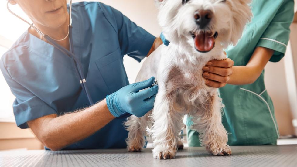 Urine Crystals in Dogs: Causes and Treatment PetMD