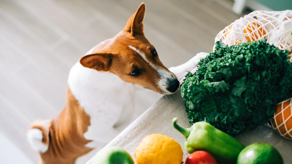 What Vegetables Can Dogs Eat? PetMD