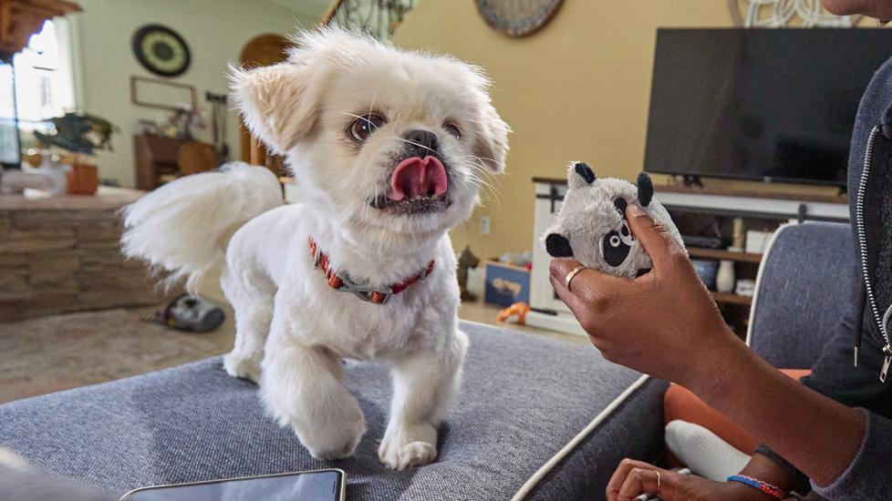 Why Does My Dog Keep Licking His Lips? PetMD