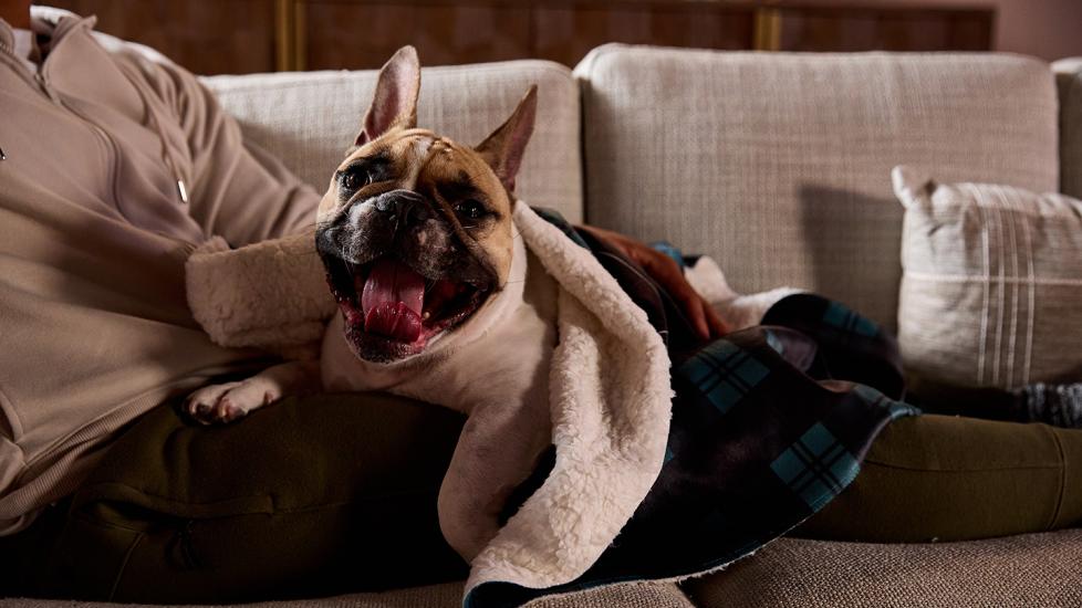 Why Does My Dog Lie on Me? | PetMD