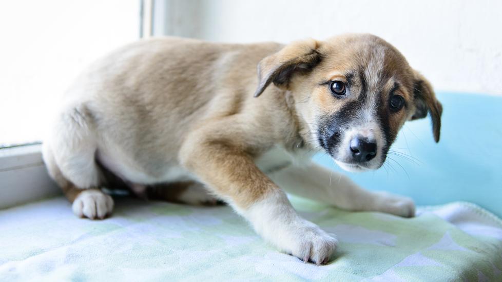 Why Do Dogs Shake PetMD why-do-dogs-shake-petmd