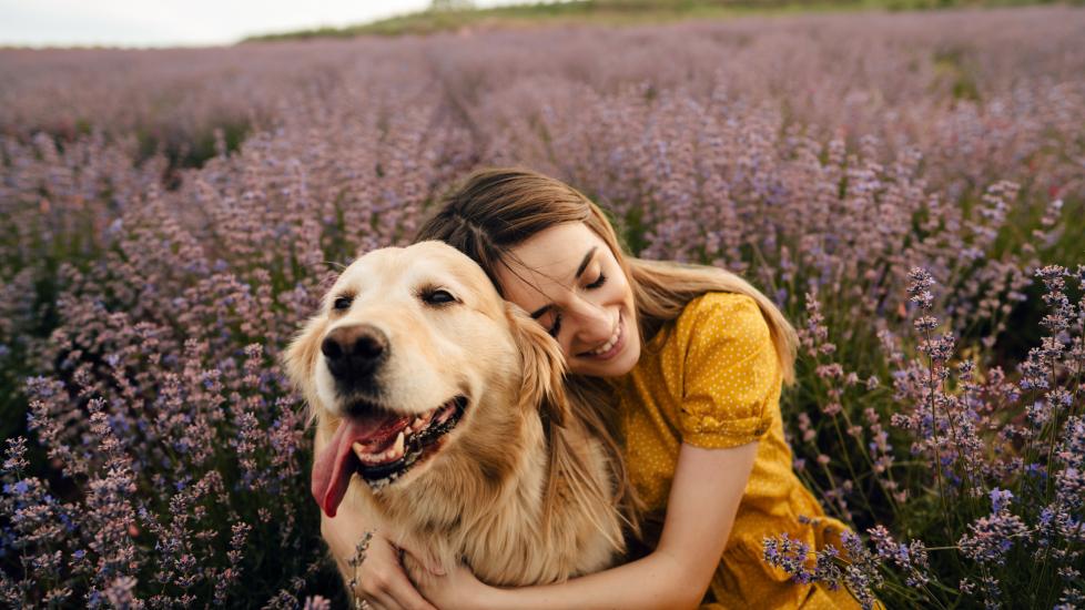 dog hospice care; woman hugs golden dog in field of lilac flowers.