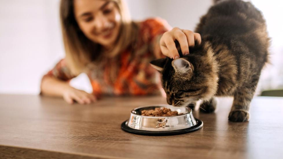 A brown tabby cat eating kibble from a bowl as a woman in the background is petting him.