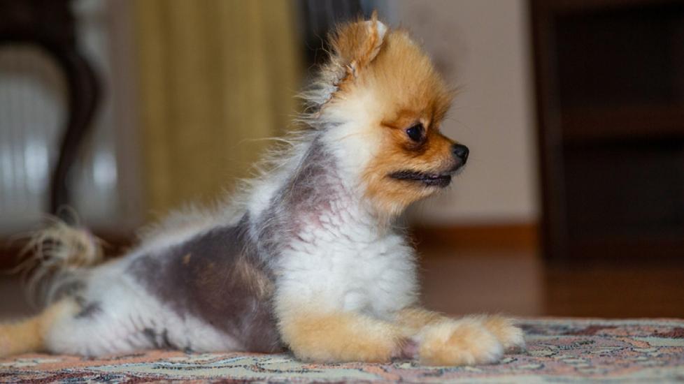 alopecia in dogs; a dog that is losing his hair lays down on a carpet.