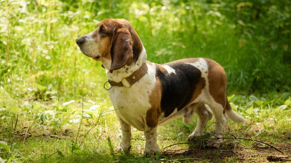 angular limb deformity dog; a Basset Hound stands in a field.