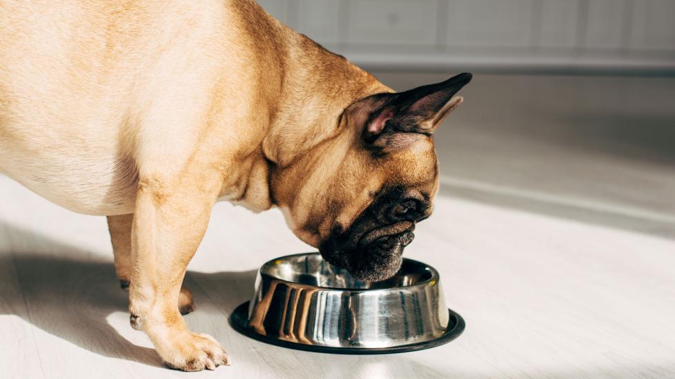 View of 8 Best Dog Foods for Weight Loss in 2025, Vet Recommended | PetMD