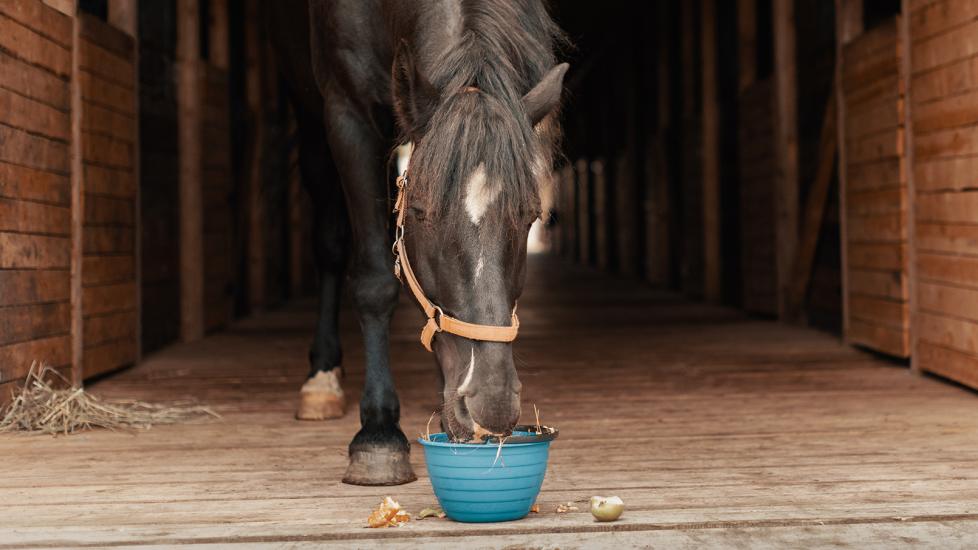 botvax b for horses: horse eating in stable