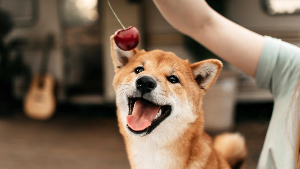Are Cherry Seeds Bad for Dogs? Find Out Now!