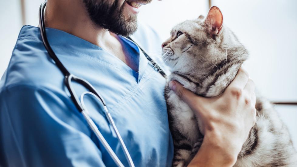 cat chemotherapy; a smiling vet holds a cat.