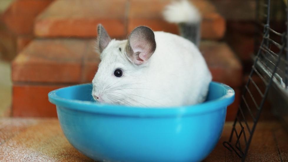 chinchilla dust baths; a chinchilla takes a dust bath in a small plastic tub.