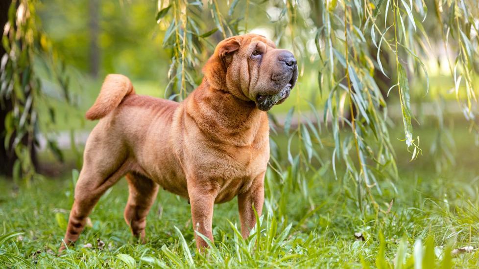 Chinese Shar-Pei Dog Breed Health and Care PetMD