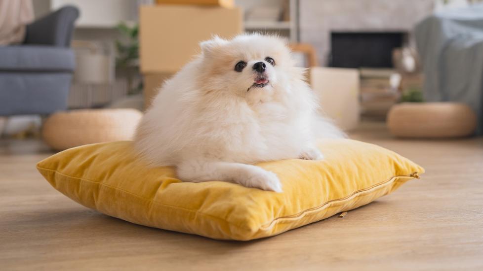 clomicalm for dogs: pomeranian dog with anxiety in living room