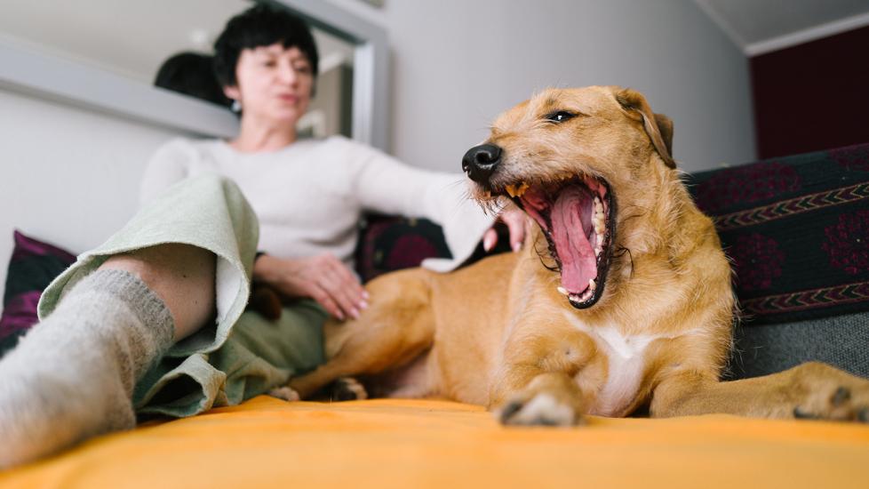 cough tablets for dogs: dog coughing on bed