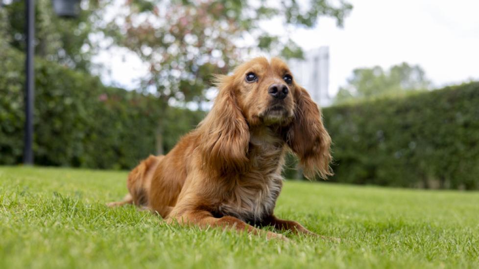 diatomaceous earth for fleas; a Cocker Spaniel sits on a lawn.
