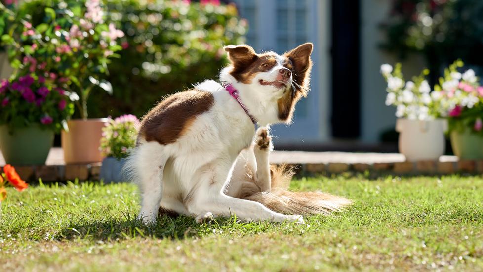 dog allergic reaction: itchy dog in garden