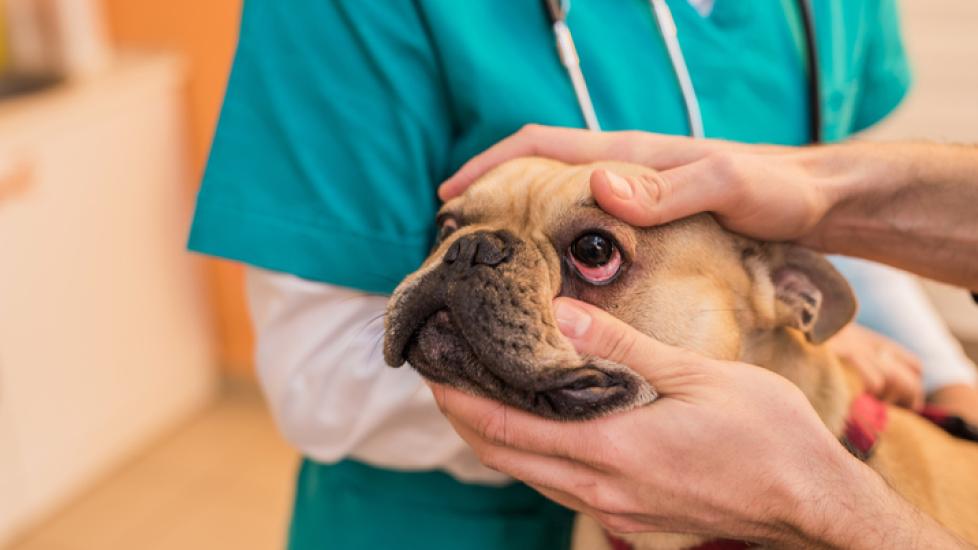 dog eye allergies; a veterinarian checks a dog’s eyes.
