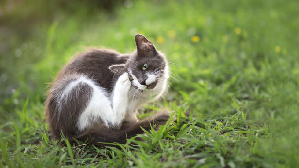 flea treatment for cats; a cat scratches themselves while they sit on their lawn.